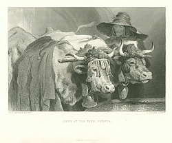 Постер Oxen at the Tank: Geneva