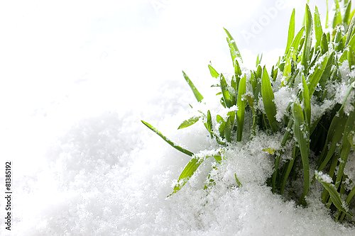 Зеленая трава, растущая из-под снега 2