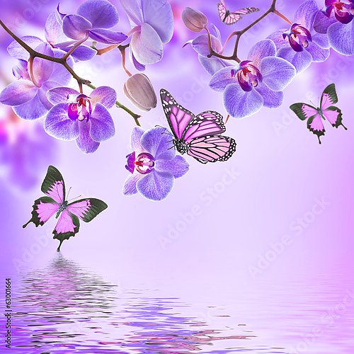 Четыре бабочки и цветки орхидеи