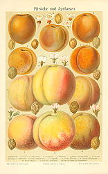 Постер Pfirsiche und Aprikosen 1