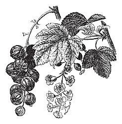 Постер Red currant (Ribes rubrum) vintage engraving Постер Red currant (Ribes rubrum) vintage engraving