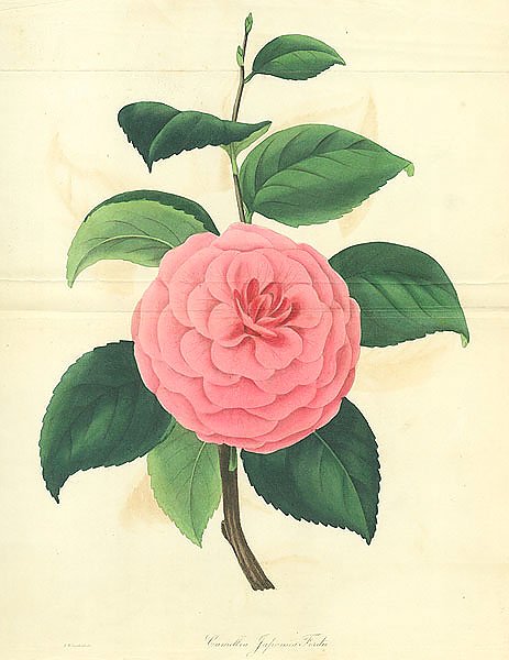 Camellia Japonica Fordii