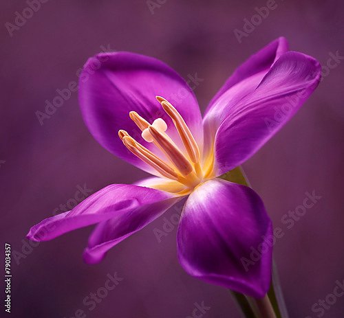 Фиолетовый тюльпан №1