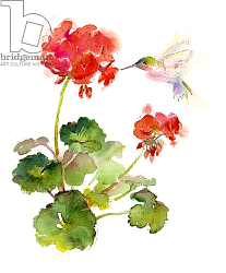 Постер Килинг Джон (совр) Hummingbird with Geranium, 2015, Постер Килинг Джон (совр) Hummingbird with Geranium, 2015,