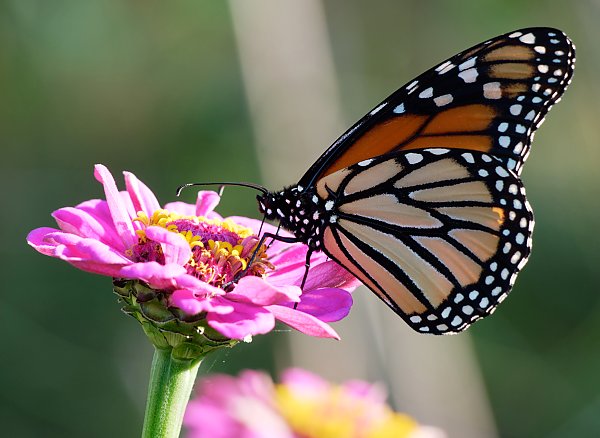 Бабочка монарх на розовом цветке