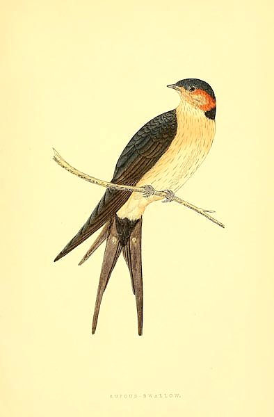 Rufous Swallow