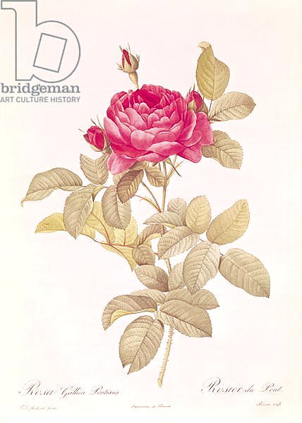 Rosa Gallica Pontiana, from 'Les Roses' by Claude Antoine Thory