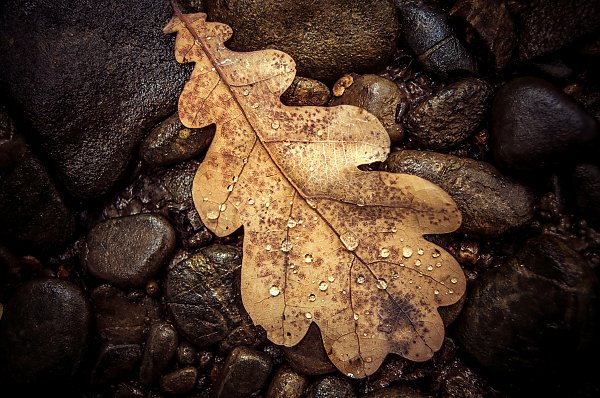 Осенний дубовый лист на камнях