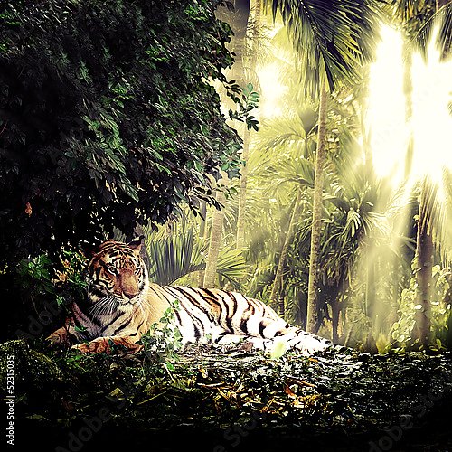 Индийский тигр в джунглях