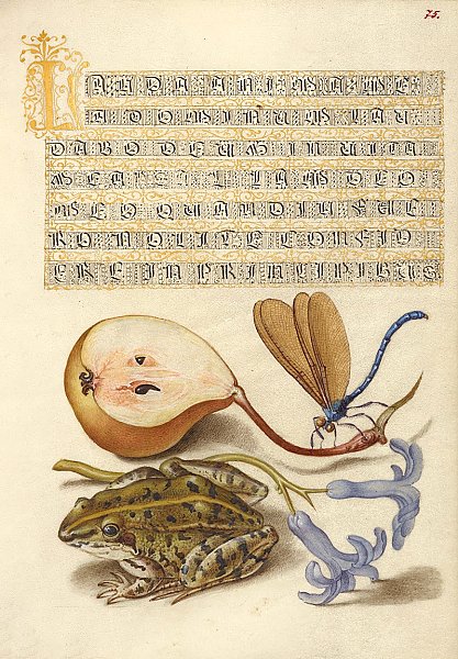 Common Pear, Lake Demoiselle, Moor Frog, and Hyacinth