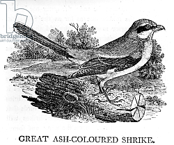 Постер Бевик Томас Great Ash-Coloured Shrike, illustration from 'The History of British Birds' 1797 Постер Бевик Томас Great Ash-Coloured Shrike, illustration from 'The History of British Birds' 1797
