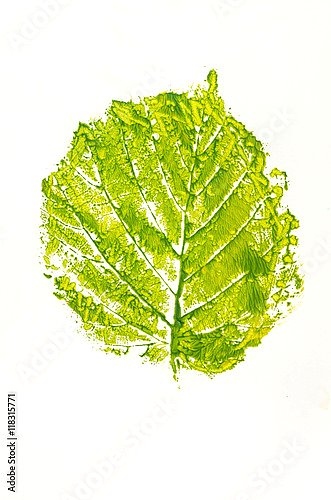 Зеленый отпечаток березового листа