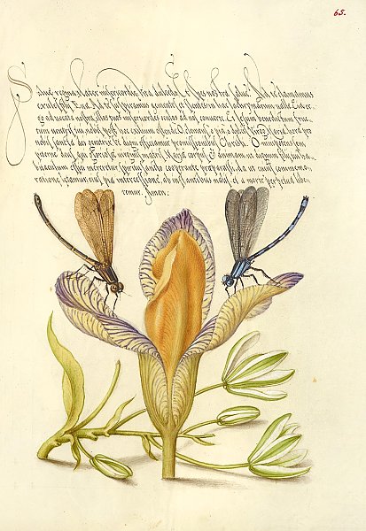 Damselflies, Spanish Iris, and Star-of-Bethlehem