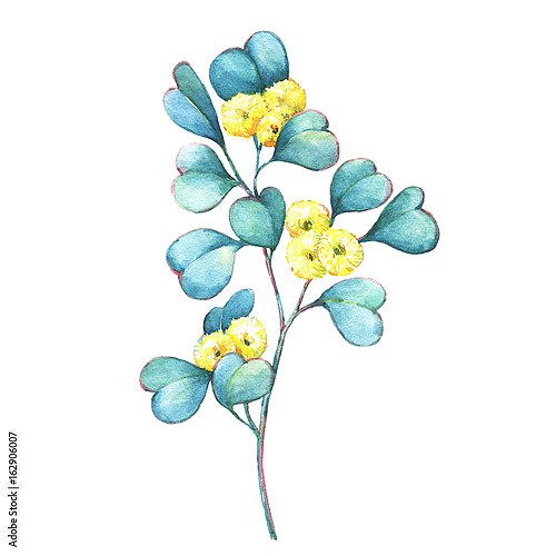 Веточка эвкалипта с желтыми цветками
