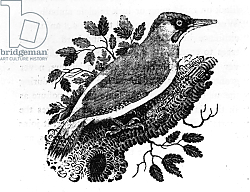 Постер Бевик Томас The Green Woodpecker, illustration from 'A History of British Birds' 1797 Постер Бевик Томас The Green Woodpecker, illustration from 'A History of British Birds' 1797