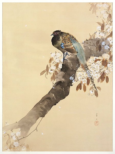 Фазан на ветке сакуры (1887-1945)