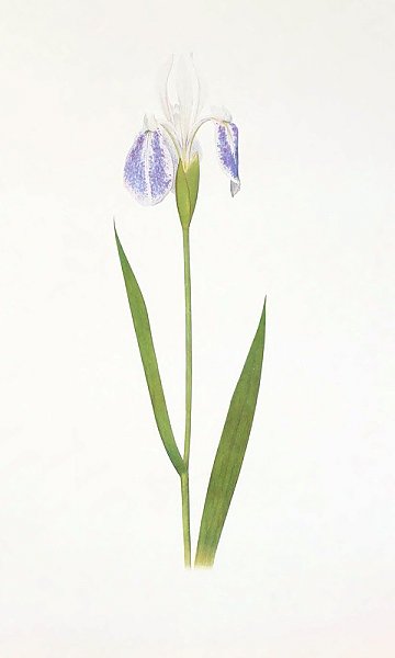 Iris laevigata var. albopurpurea