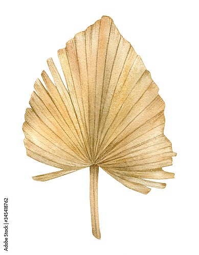 Сушеный веерный пальмовый лист