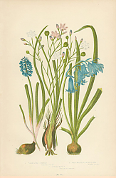 Постер Variegated Simetris, Wild Hyacinth or Blue Bell, Starch Grape h. 1