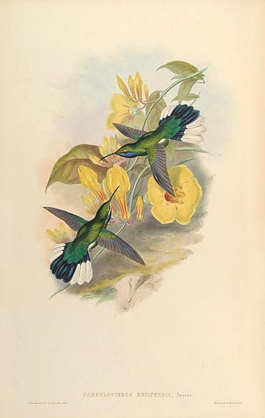 Campylopterus Ensipennis