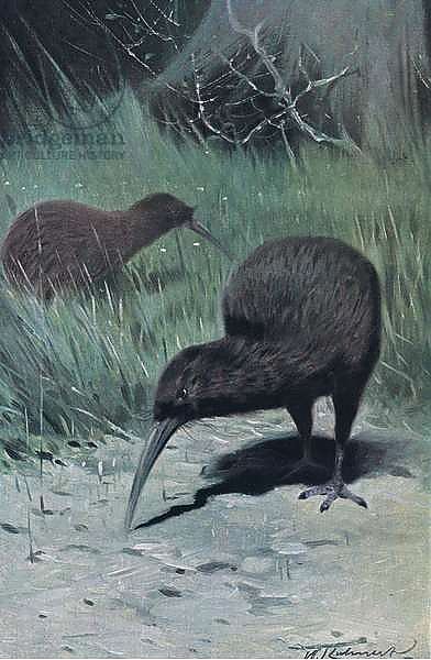 Kiwi, illustration from'Wildlife of the World', c.1910