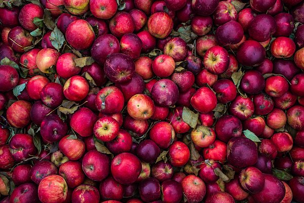 Урожай красных яблок