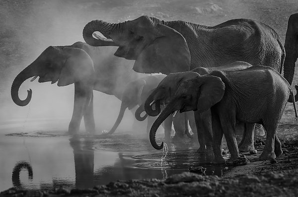 Слоны со слонятами на водопое