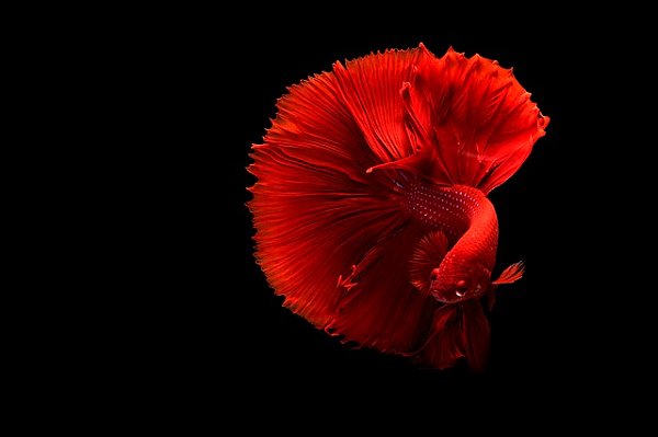 Красная рыбка - танцовщица