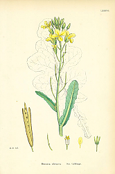 Постер Brassica Oleracea. Sea Cabbage.