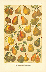 Постер Die wichtigsten Birnensorten 1