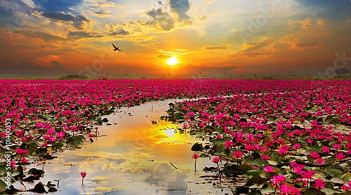 Тайланд. Цветущие лотосы на закате