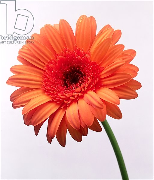 Orange flower, 1999