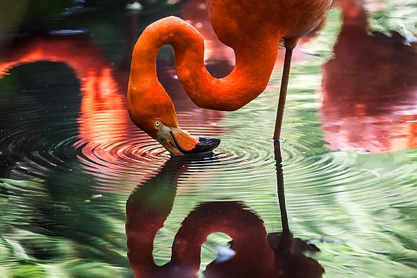 Смотрящийся в воду красный фламинго