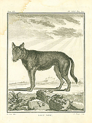 Постер Loup Noir