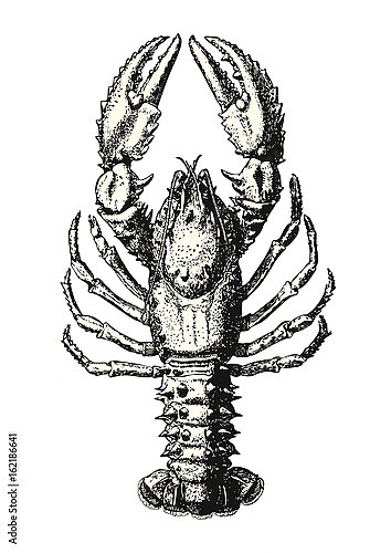 Ретро-иллюстрация морского лобстера