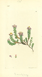 Постер Sowerby Ботаника №10