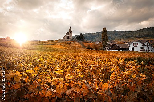 Осенний виноградник в Эльзасе