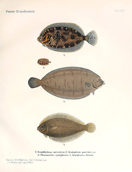 Scophthalmus norvegicus, Zeugopterus punctatus, Pleuronectes cynoglossus, Arnoglossus laterna