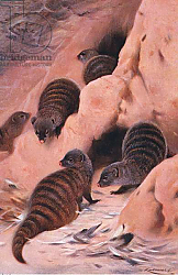 Постер Кунер Вильгельм Banded Mongoose, illustration from'Wildlife of the World', c.1910 Постер Кунер Вильгельм Banded Mongoose, illustration from'Wildlife of the World', c.1910