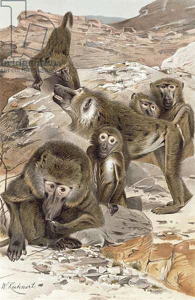 Baboon, plate from 