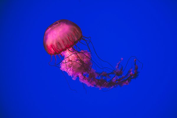 Как выглядит медуза внутри Постер Розовая медуза в синем океане