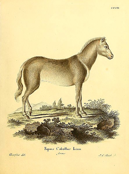 Домашняя лошадь Equus Caballus