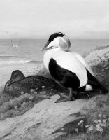 Черно-белое