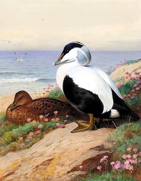 A common eider ducks