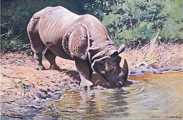Indian Rhinoceros, from Wildlife of the World published by Frederick Warne & Co, c.1900