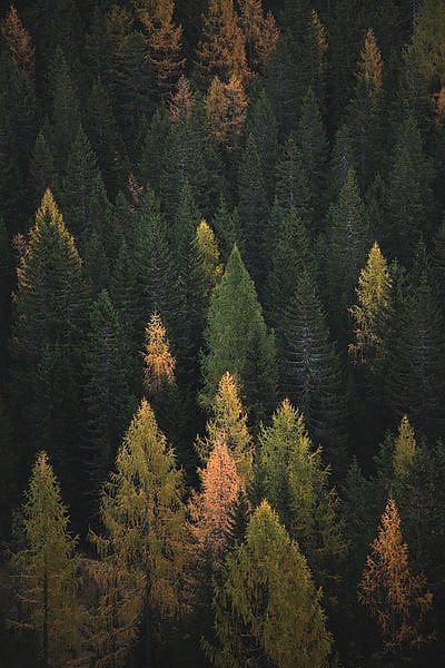 Осенний таежный лес