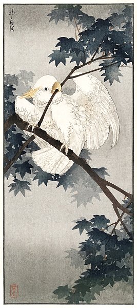 Желтый хохлатый какаду на дереве (1900 - 1940)