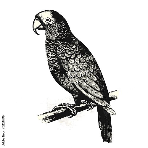 Ретро-иллюстрация с попугаем