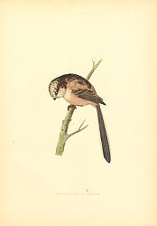 Постер Long-Tailed Titmouse 1