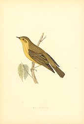 Постер Wood Warbler 4